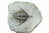 Spiny Psychopyge Trilobite - Short Snout Variant #362816-1